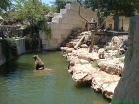 דוב סורי בגן החיות במלחה