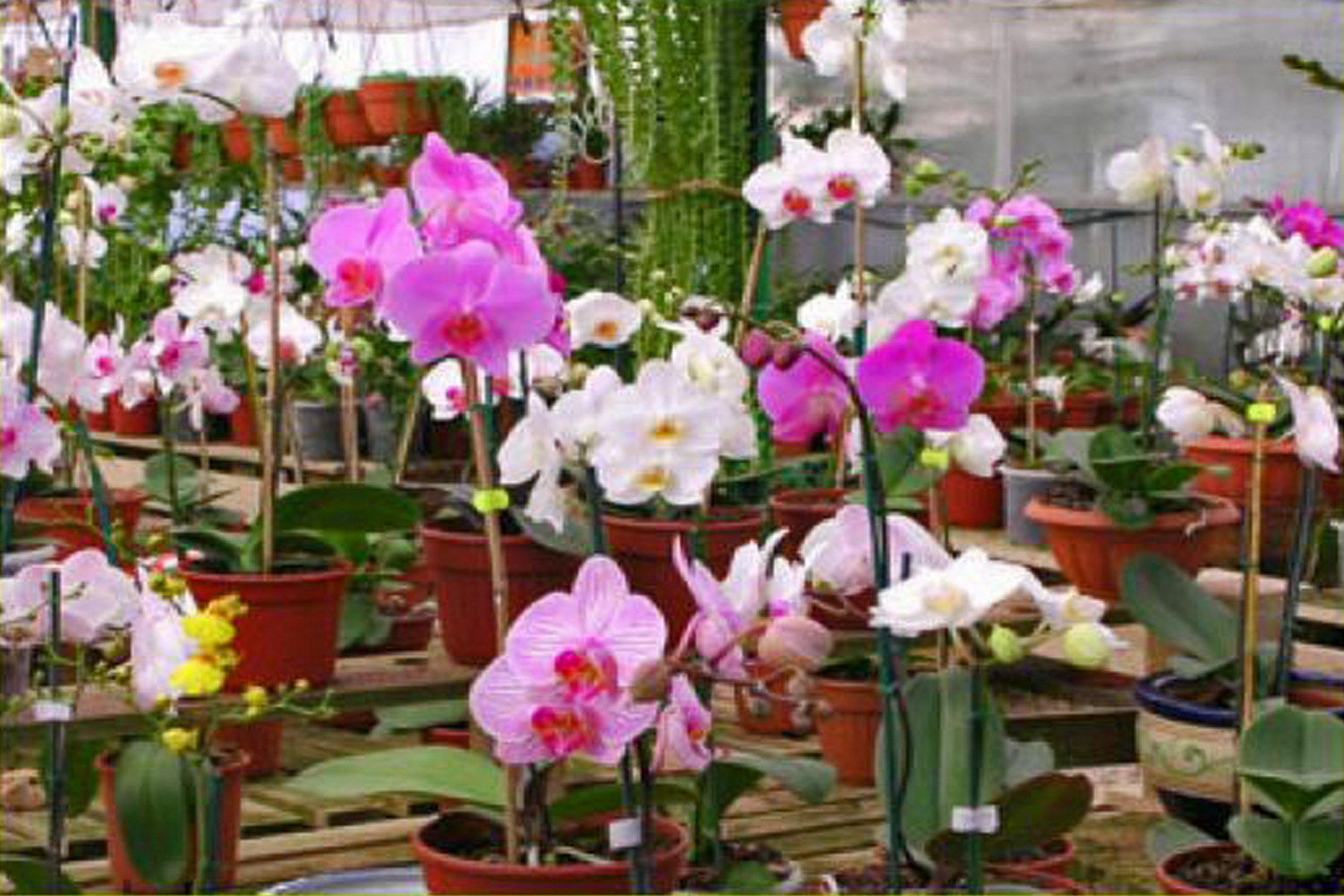 Теплица орхидей в пушкино. Сингапур Орхидейная оранжерея. Оранжерея орхидей в Москве. Орхидеи в оранжерее Тайланд.