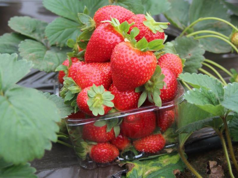 חוות שדות - תותים וכלניות בקטיף עצמי