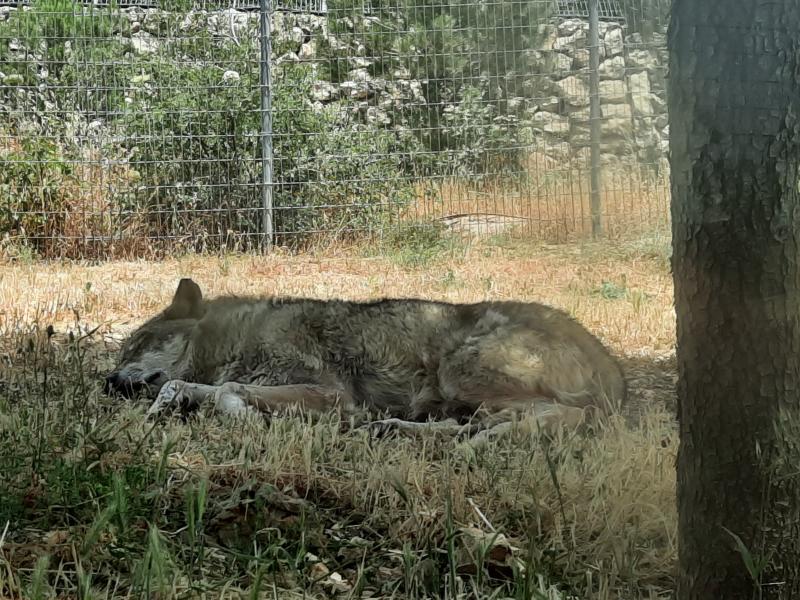 זאב ארצישראלי מנומנם בגן החיות התנכי בירושלים