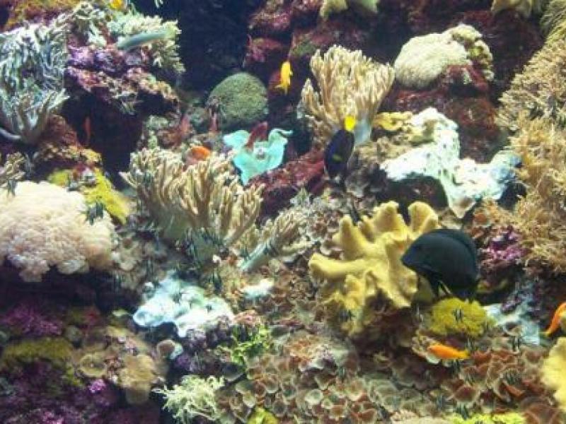 אלמוגים בשמורת האלמוגים באילת