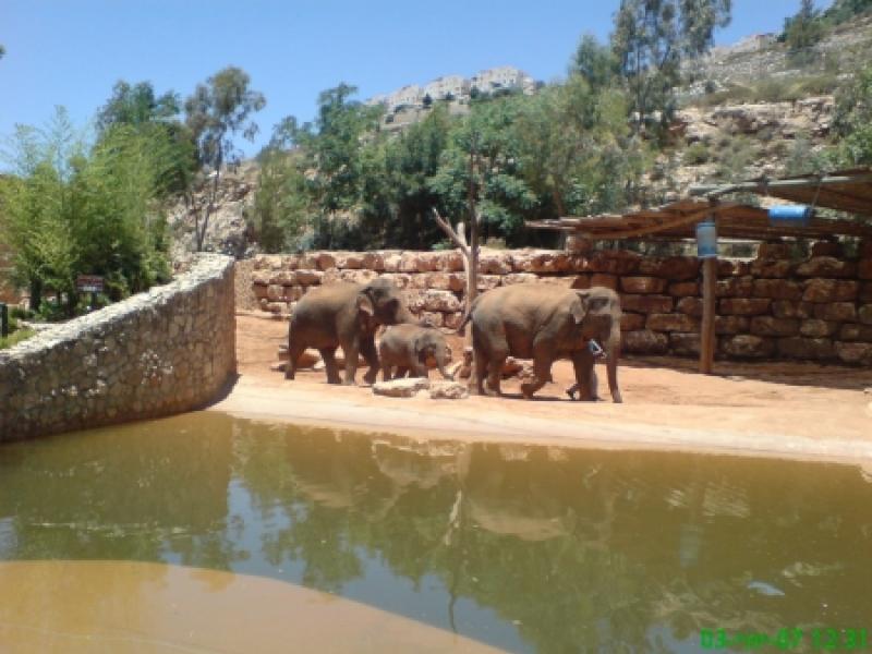 פילים אסיאתים בגן החיות במלחה