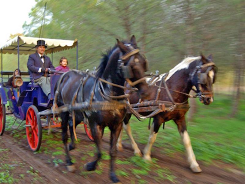 הכרכרה של רוז'ה טיול סוסים ביער ובשדות, נגיש לנכים בקצרין, רמת הגולן
